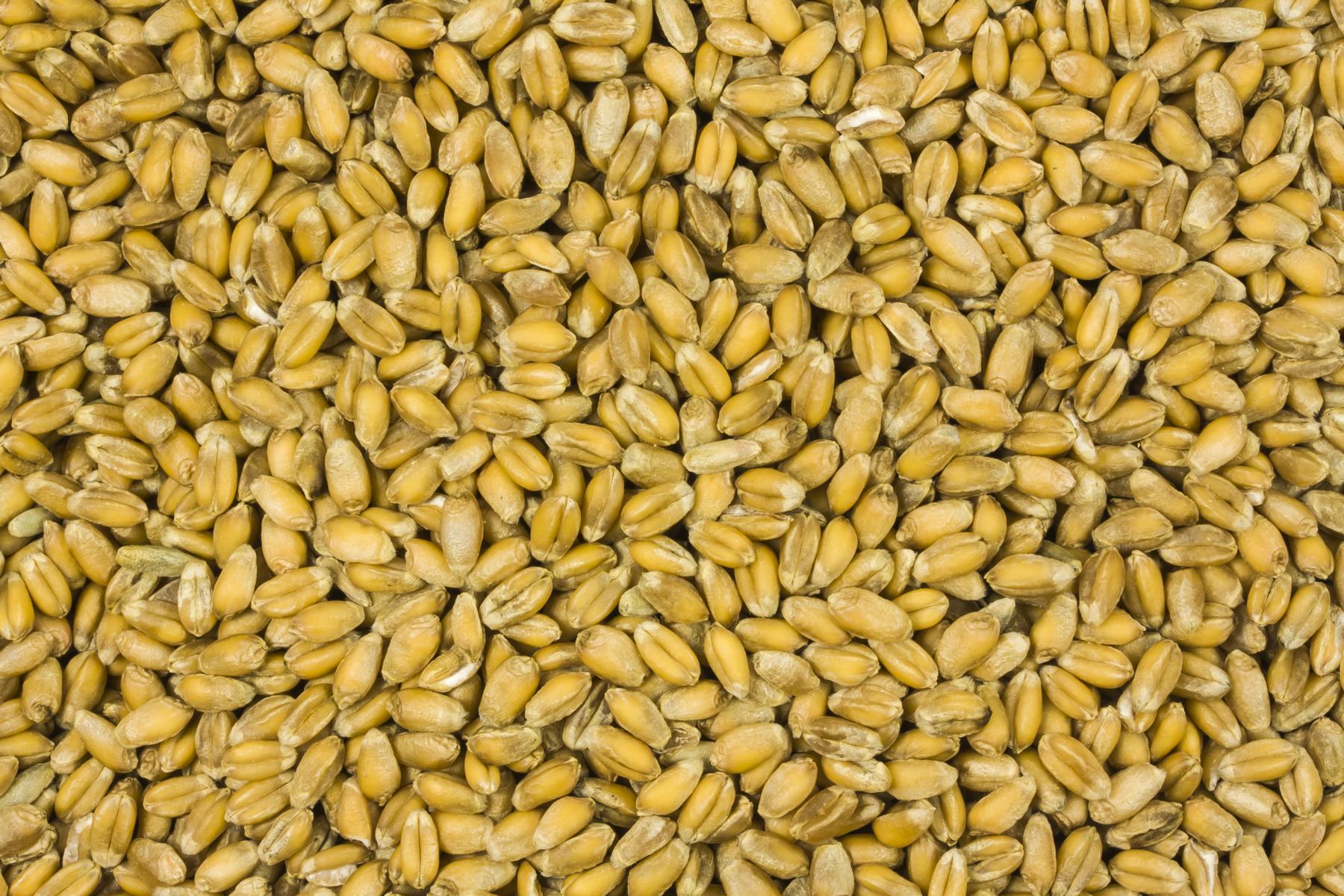 Økologisk Hvede 25kg