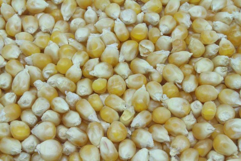 Økologisk Popcornmajs 25kg