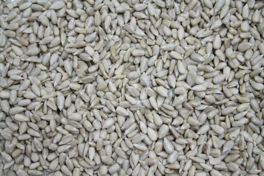 Økologiske solsikkefrø High Oleic bio Europa 25kg