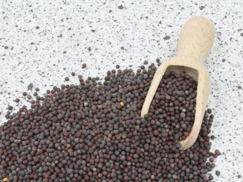Økologisk brune sennepfrø, hele, 25kg